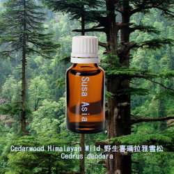 Cedarwood Himalayan Wild - Cedrus deodara
