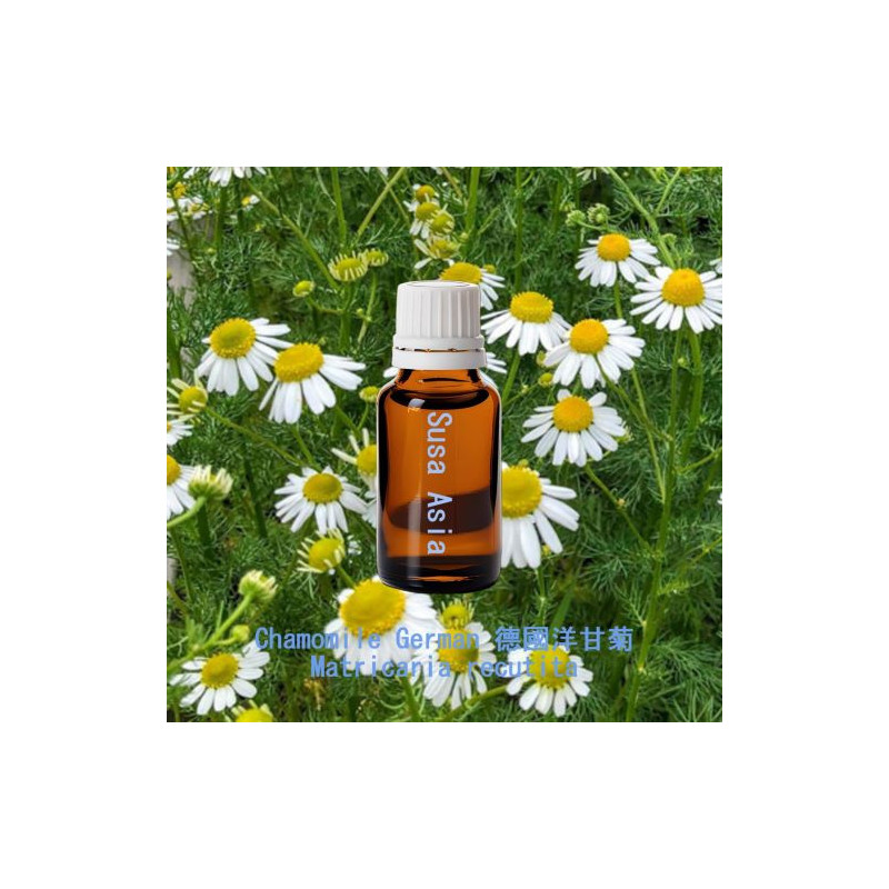 單方精油 Chamomile German 德國洋甘菊
