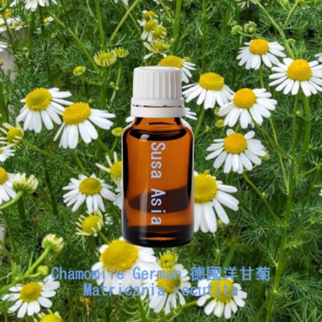 單方精油 Chamomile German 德國洋甘菊