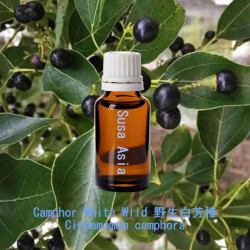 Camphor White Wild - Cinnamomum camphora