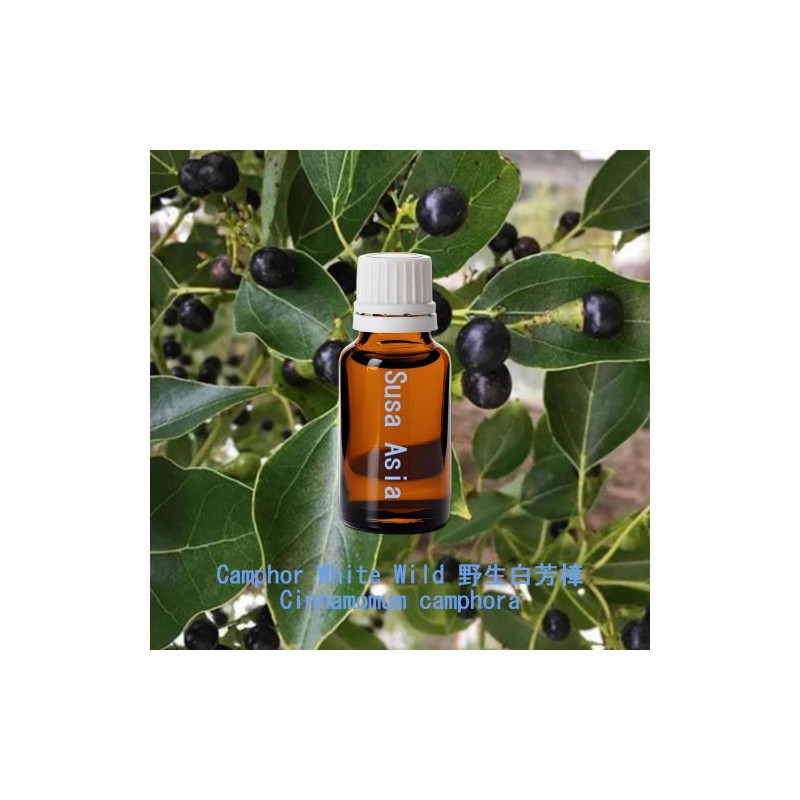 單方精油 Camphor White Wild 野生白芳樟