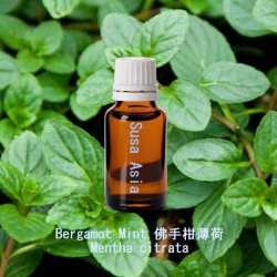 Bergamot Mint - Mentha citrata