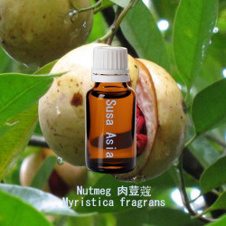 單方精油 Nutmeg 肉荳蔻