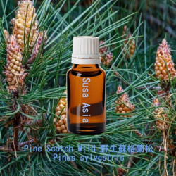 Pine Scotch Wild - Pinus sylvestris