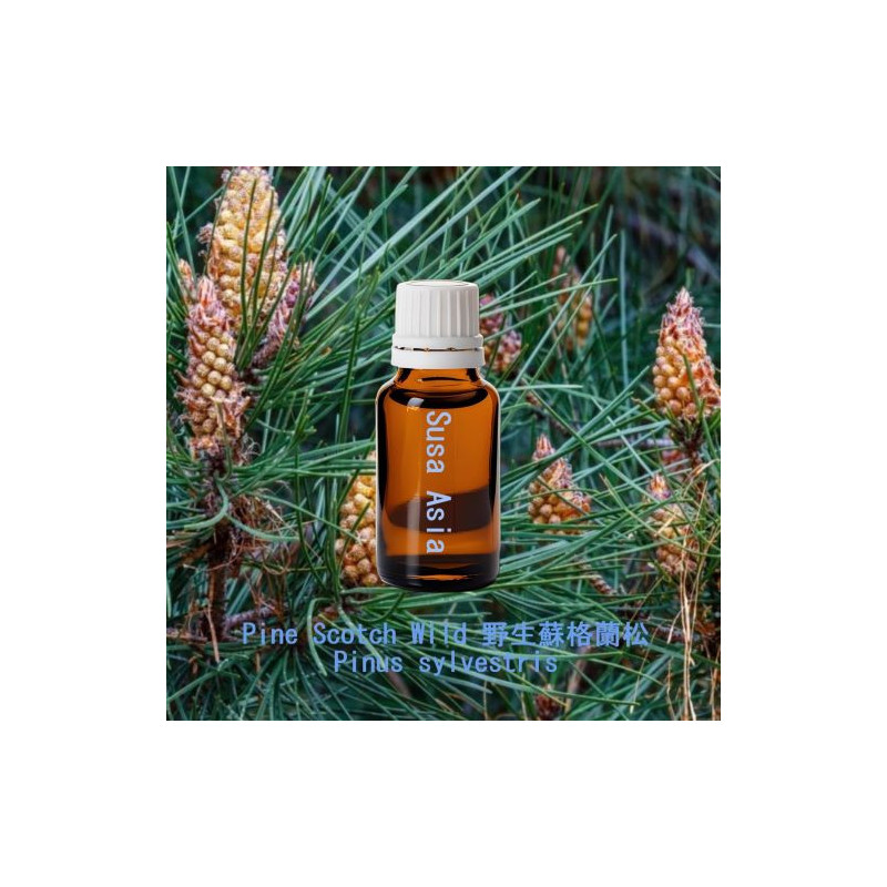 單方精油 Pine Scotch Wild 野生蘇格蘭松