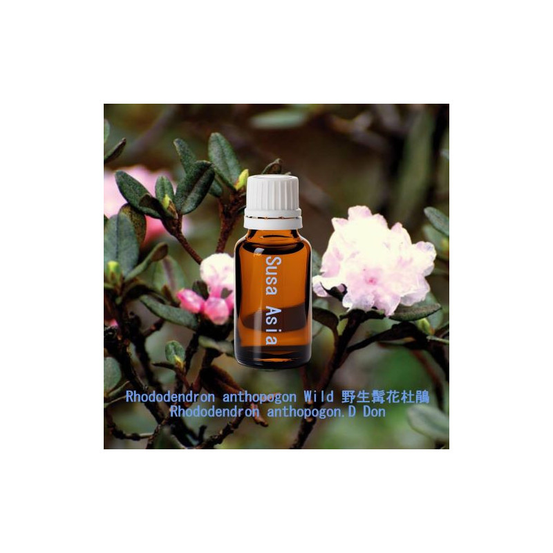 單方精油 Rhododendron anthopogon Wild 野生髯花杜鵑