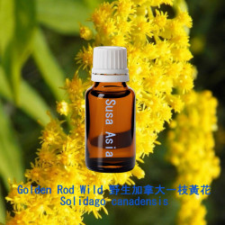 單方精油 Golden Rod Wild 野生加拿大一枝黃花
