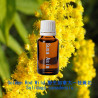 單方精油 Golden Rod Wild 野生加拿大一枝黃花