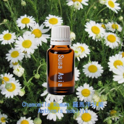 Chamomile Roman - Anthemis nobilis