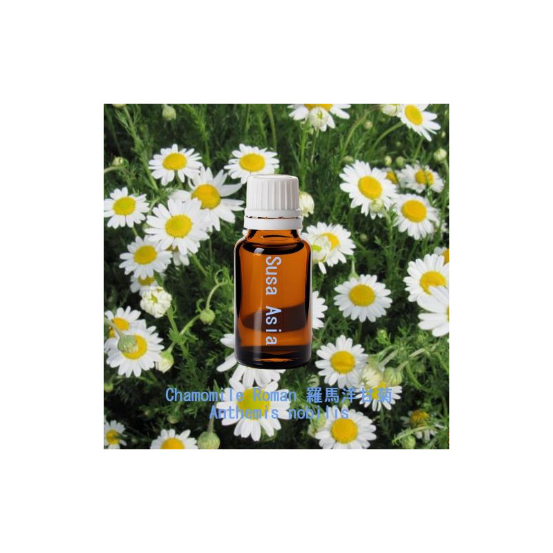 Chamomile Roman - Anthemis nobilis