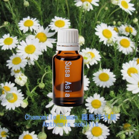 Chamomile Roman - Anthemis nobilis