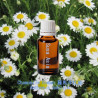 Chamomile Roman - Anthemis nobilis