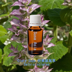 Clary Sage - Salvia sclarea
