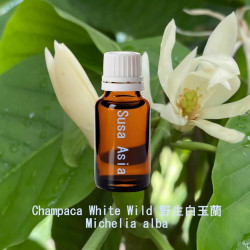 Champaca White Wild - Michelia alba