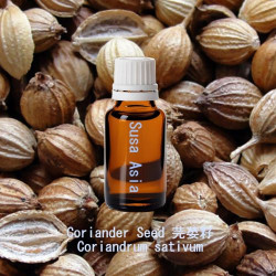 Coriander - Coriandrum sativum