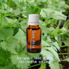 Coriander - Coriandrum sativum
