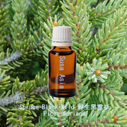 Spruce Black Wild - Picea mariana