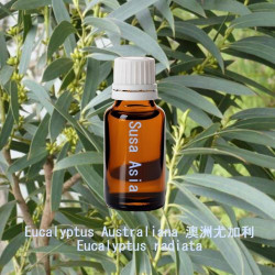 Eucalyptus Australiana - Eucalyptus radiata