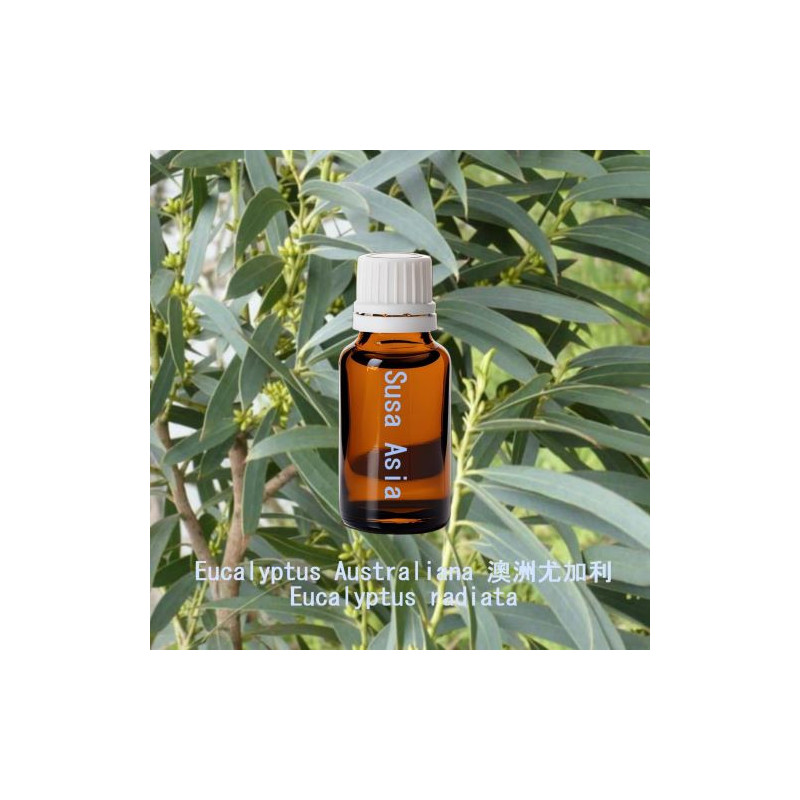 單方精油 Eucalyptus Australiana 澳洲尤加利