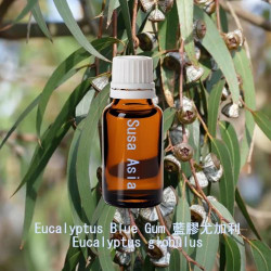 Eucalyptus Blue Gum - Eucalyptus globulus
