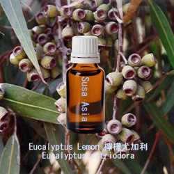 Eucalyptus Lemon - Eucalyptus citriodora
