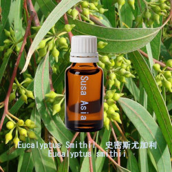 單方精油 Eucalyptus Smithii  史密斯尤加利