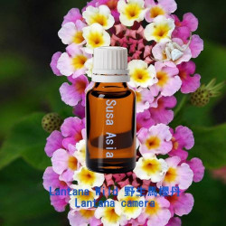 單方精油 Lantana Wild 野生馬櫻丹