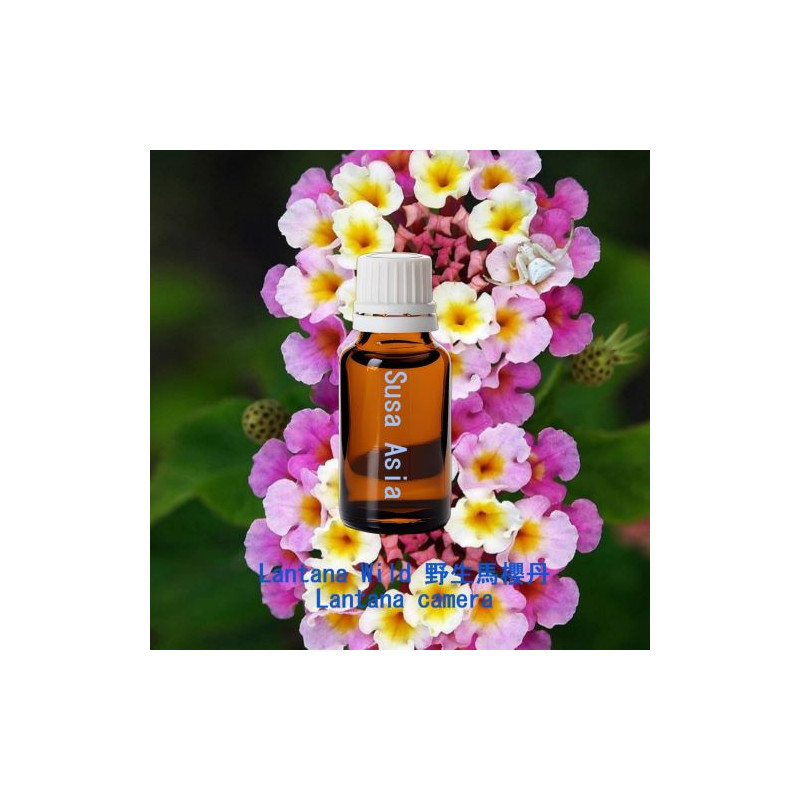 Lantana Wild - Lantana camera