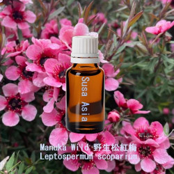 單方精油 Manuka Wild 野生松紅梅
