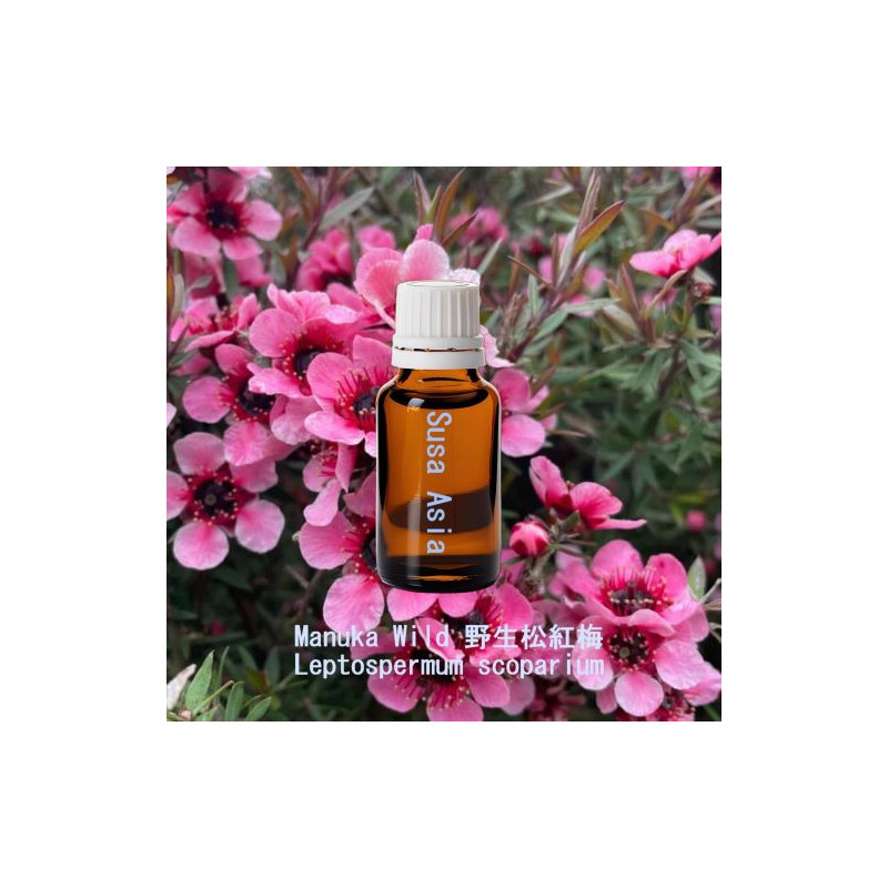 Manuka Wild - Leptospermum scoparium