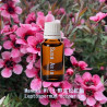 Manuka Wild - Leptospermum scoparium