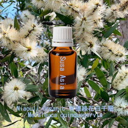 單方精油 Niaouli Organic 有機綠花白千層