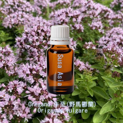 單方精油 Oregano 牛至(野馬鬱蘭)