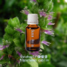 Patchouli - Pogostemon cablin