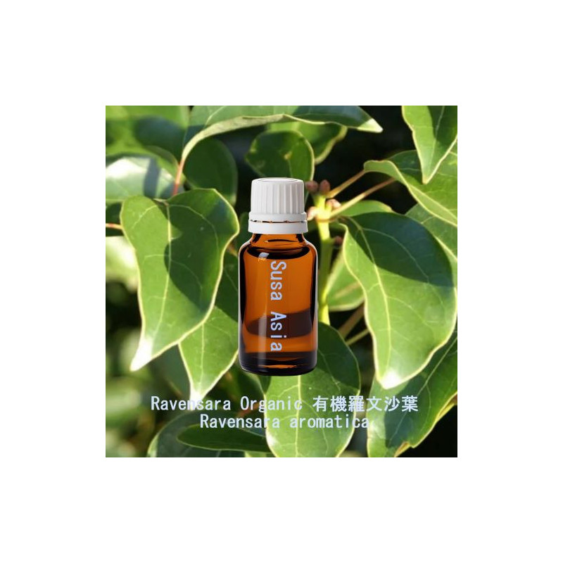 Ravensara Organic - Ravensara aromatica