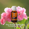 Rose Geranium - Pelargonium roseum
