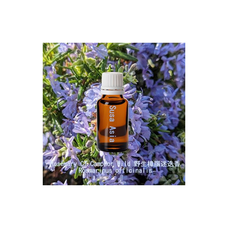 Rosemary CT Camphor Wild - Rosmarinus officinalis