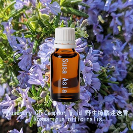 Rosemary CT Camphor Wild - Rosmarinus officinalis