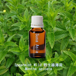 單方精油 Spearmint Wild 野生綠薄荷