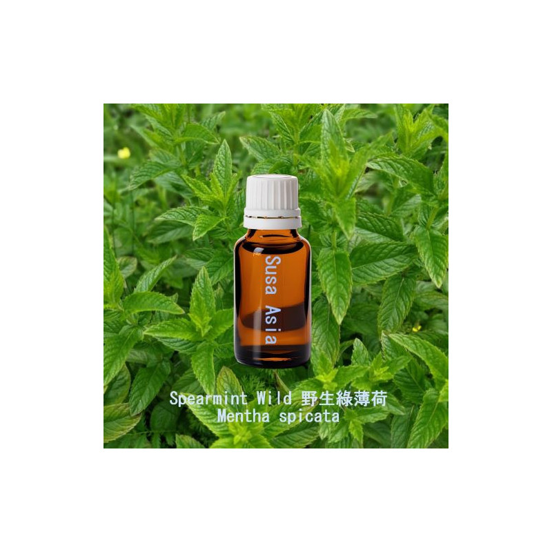 Spearmint Wild - Mentha spicata