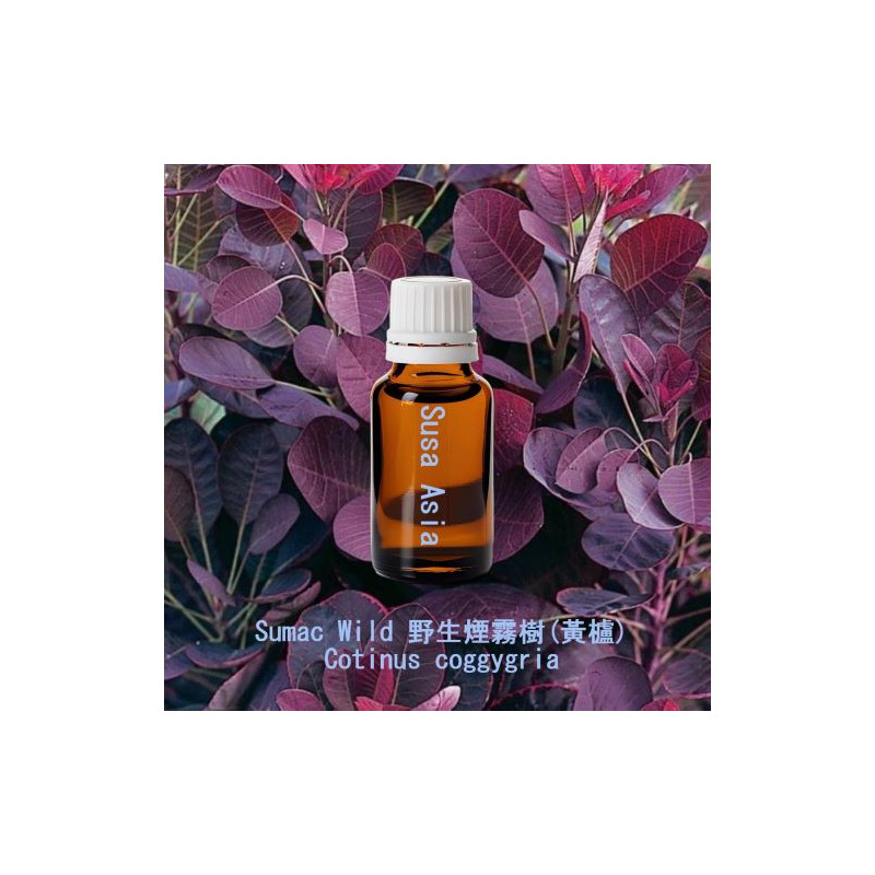 Sumac Wild - Cotinus coggygria