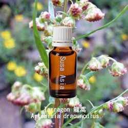 單方精油 Tarragon 龍蒿