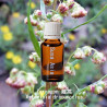 單方精油 Tarragon 龍蒿