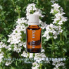 單方精油 Thyme CT Linalool Organic 有機沈香醇百里香