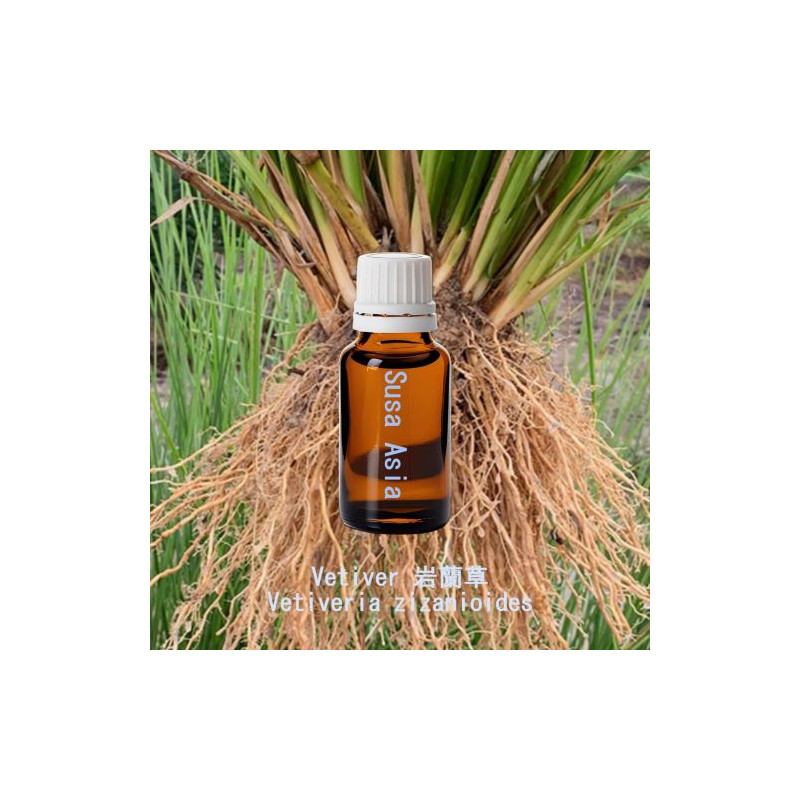 Vetiver - Vetiveria zizanoides