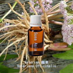 單方精油 Valerian 纈草
