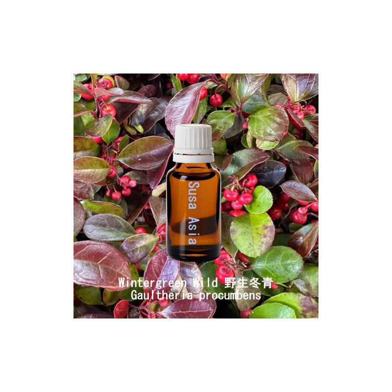 Wintergreen Wild - Gaultheria procumbens