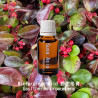 Wintergreen Wild - Gaultheria procumbens