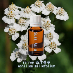單方精油 Yarrow 西洋蓍草