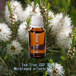 Tea Tree CO2 - Melaleuca alternifolia L.